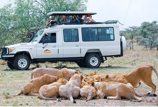 Serengeti Safari from Mwanza The Serengeti day trip tour starts early in the morning at 5:30 am. it's about 145Km Drive from Mwanza to Ndabaka entry gate which takes 2 to 3hrs drive.
