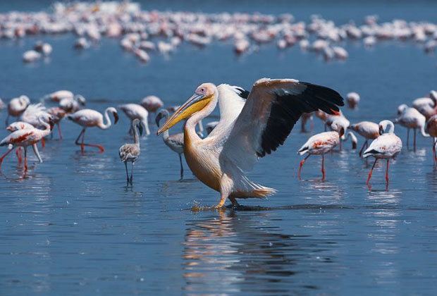 Lake Manyara is an unspoiled paradise of groundwater lakes fed by underground springs and teeming with wildlife. One of Africa's premier birding destinations