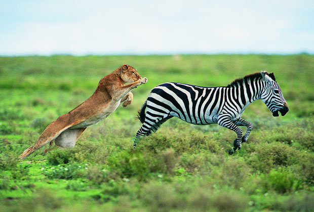 3 Days Serengeti and Ngorongoro Crater The 3 Day 2 Nights Tanzania safari Serengeti and ngorongoro will take you to Serengeti national park for wildebeest migration tour while camping at seronera public campsite