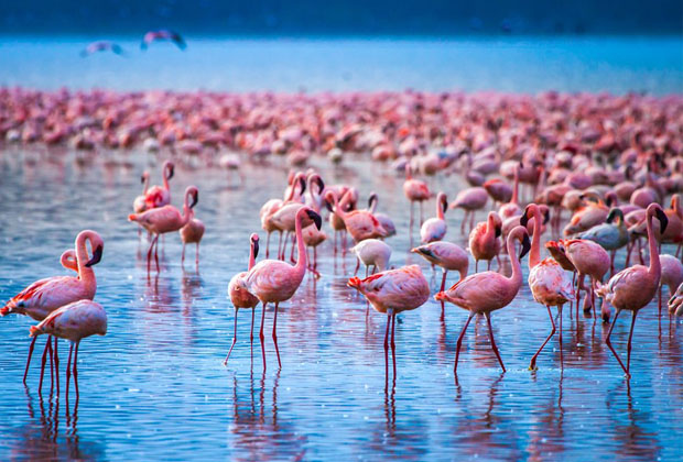 5 Days Kenya Express Safari This 5 days kenya express safari is just what couples, families, and group of friends need to satisfy their safari fix. It will have you wind through the top parks in Kenya