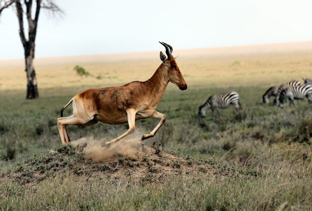 This 6 Days Tanzania Camping Safari allows you to spend a very reasonable amount for an adventure of the Serengeti National Park and you’ll have the chance of sightseeing Ngorongoro Conservation Area , Lake Manyara National park and as well as experience the adventure Tarangire National Park