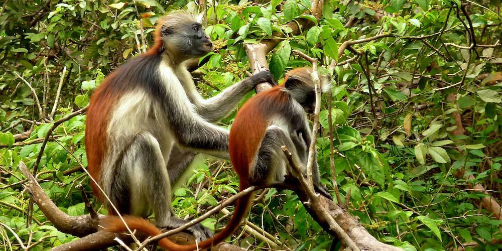 Jozani Forest Day Tour | Tanzania Adventures Jozani Forest is the only national park located in Zanzibar, The lively park is bustling with colobus monkeys along..
