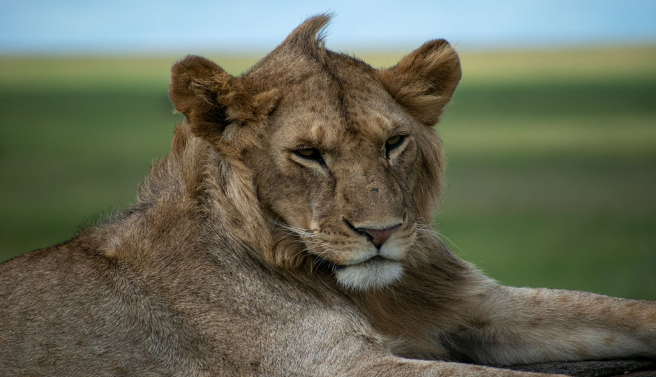 Discover The Authentic Tanzania for 3 Days Tanzania Mid range  Safari 
