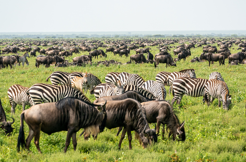 Discover The Soul Of Tanzania 4 Days The Authentic Northern Tanzania Safari