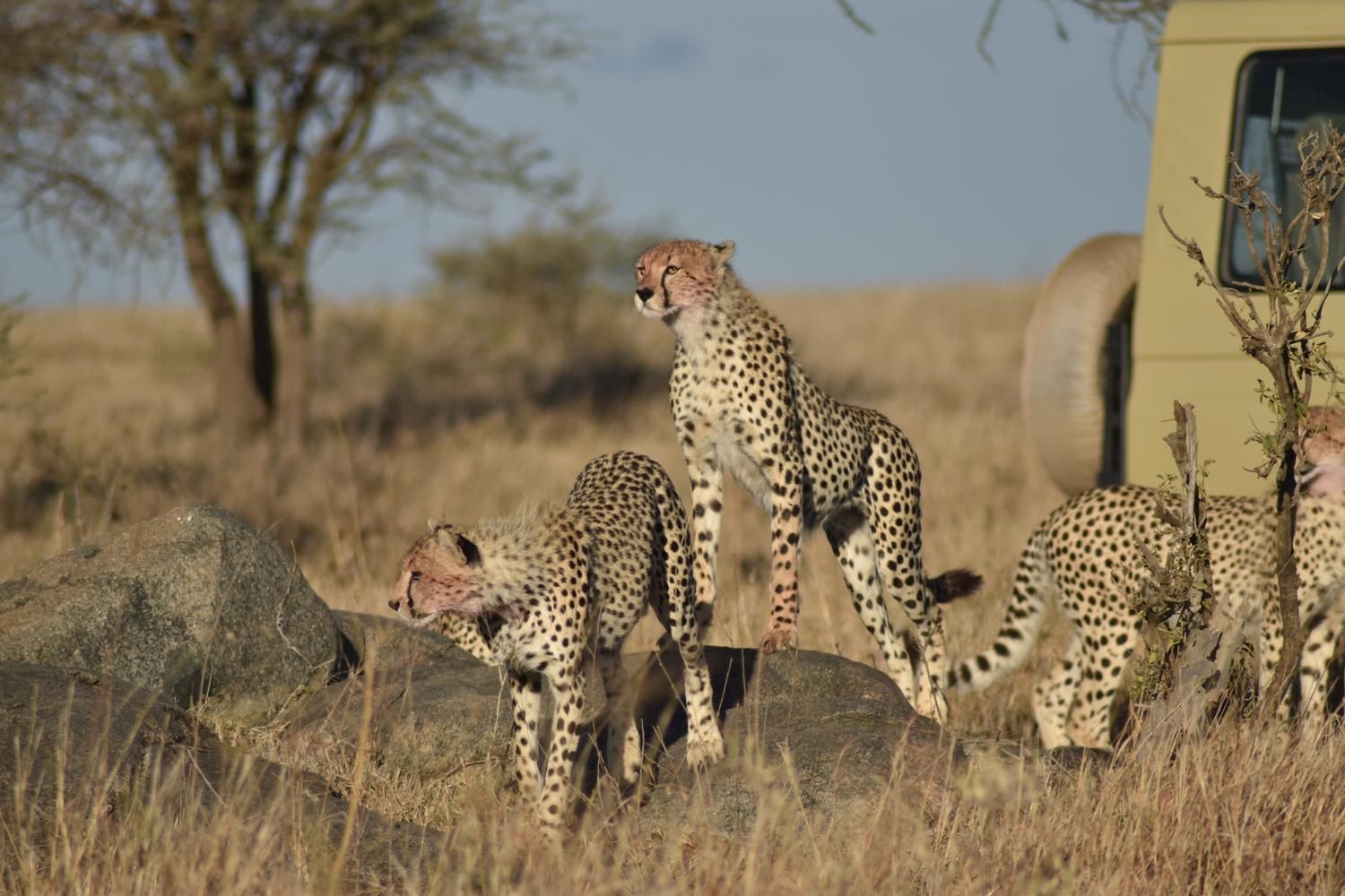 Escape To The Beauty Of Tanzania 5 Days Budget Safari With Serengeti