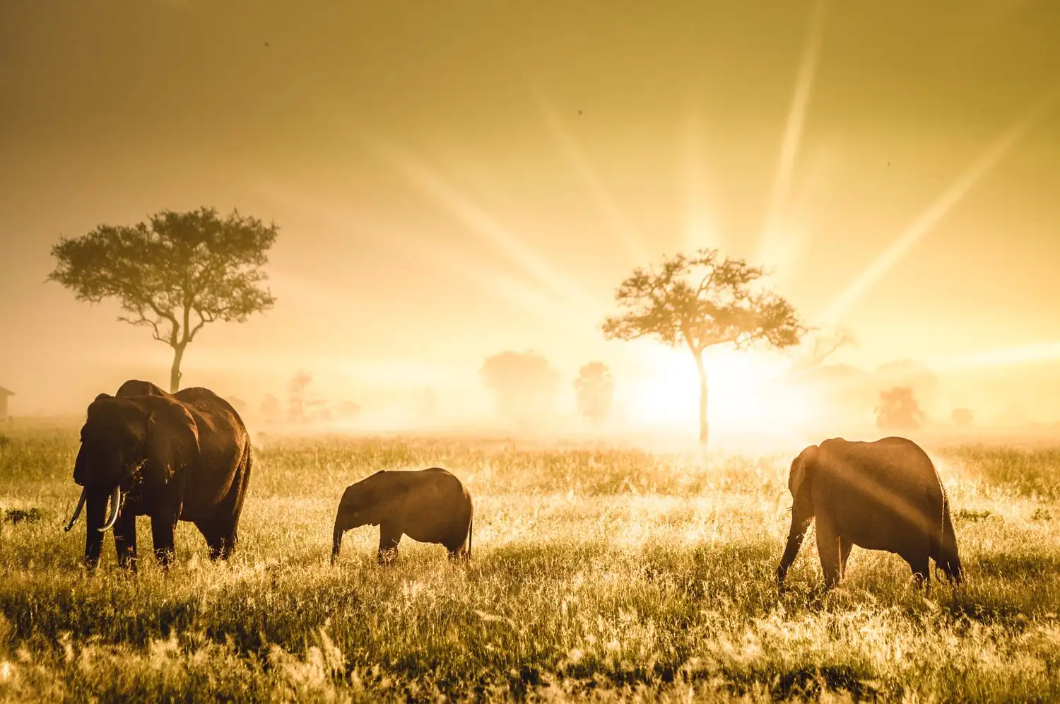 Watch nature closely for 5 Days Tanzania Camping Safari