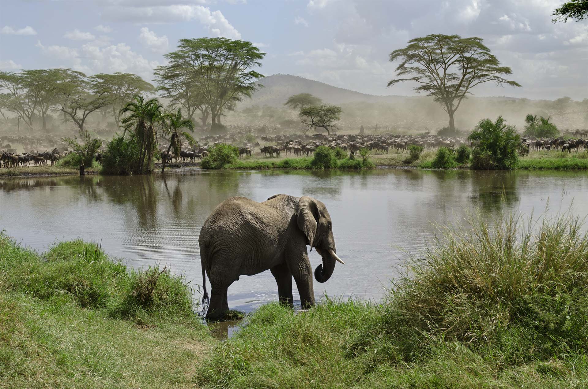 Experience 8 Day Wildlife Safari including Wildebeest Migration
