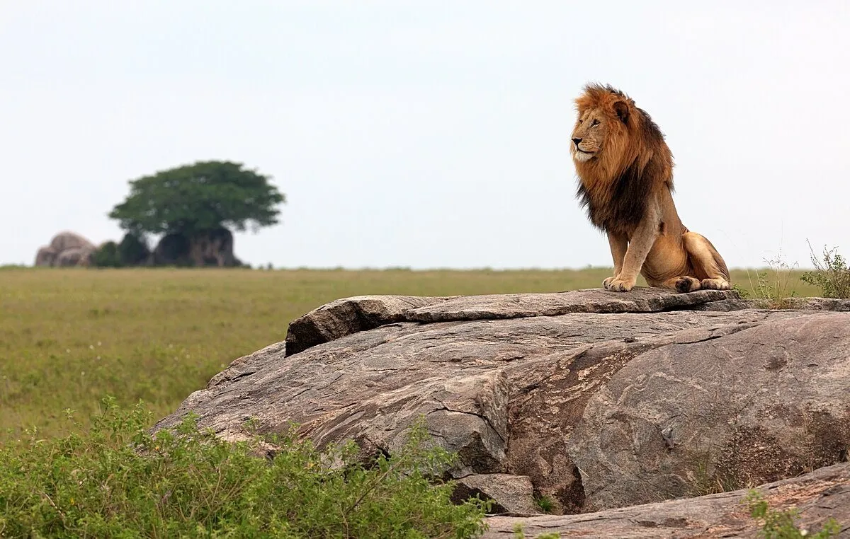 Unlock The Secrets Of Tanzania 8 Days Tanzania Camping Safari