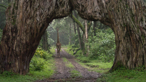 Day Tour Trip To Arusha National Park