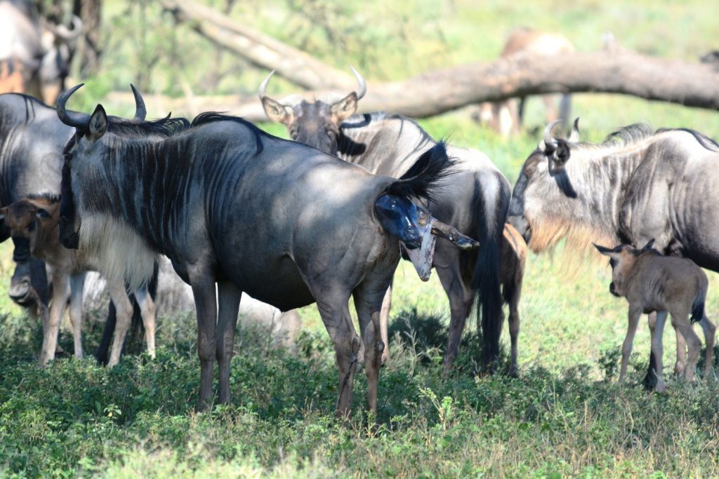 Escape To The Ndutu Calving season 8 Day Serengeti Migration