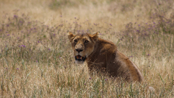 Experience Adventure Day trip to Ngorongoro Crater