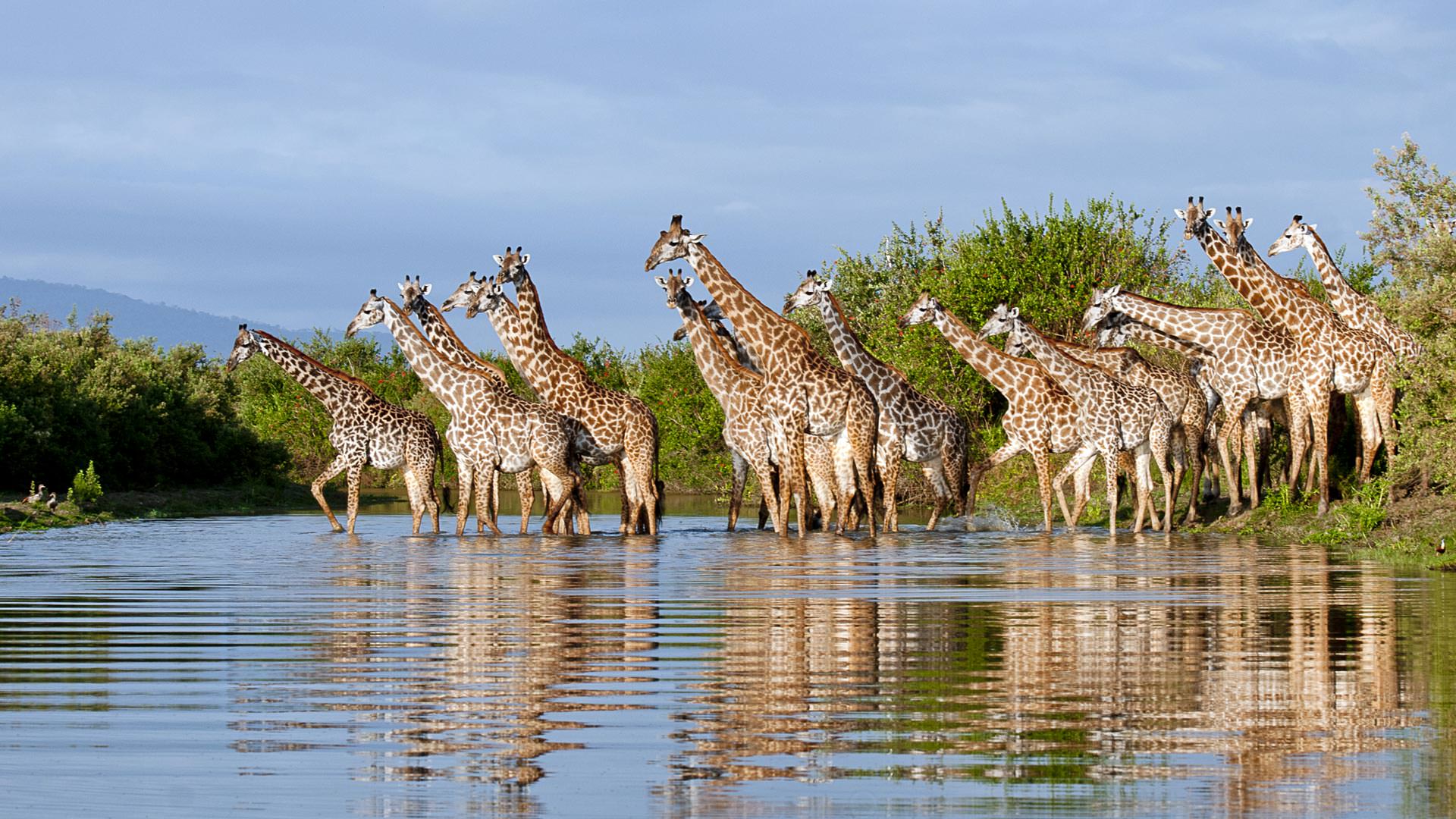 Complete Planning Guide Honeymoon Tanzania Safaris