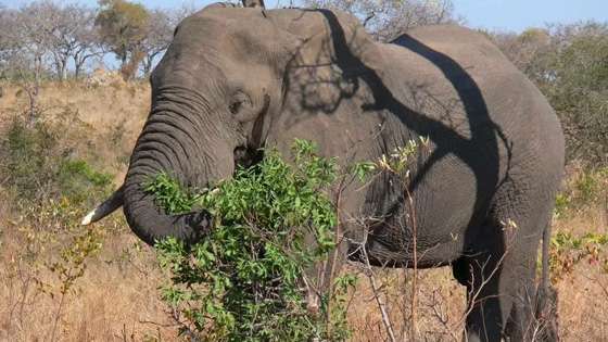 Experience Adventure Day Trip to Tarangire National park