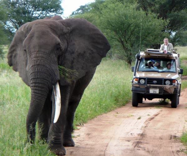 About On Safari Tanzania