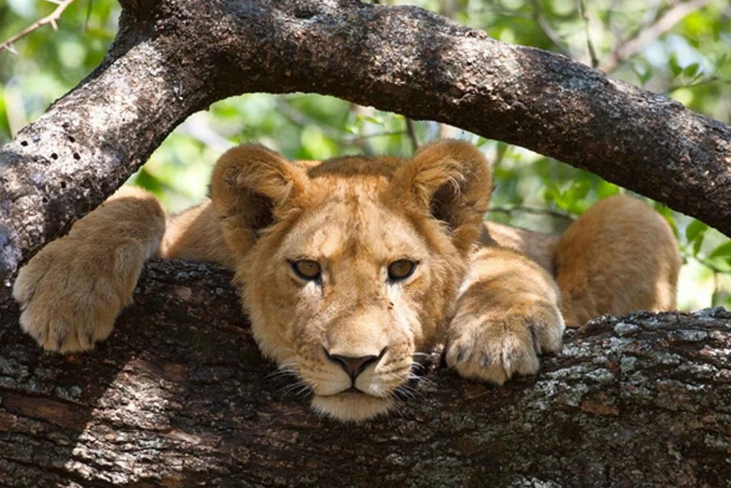 Make memories for 4 Days Tanzania Budget Camping Safari