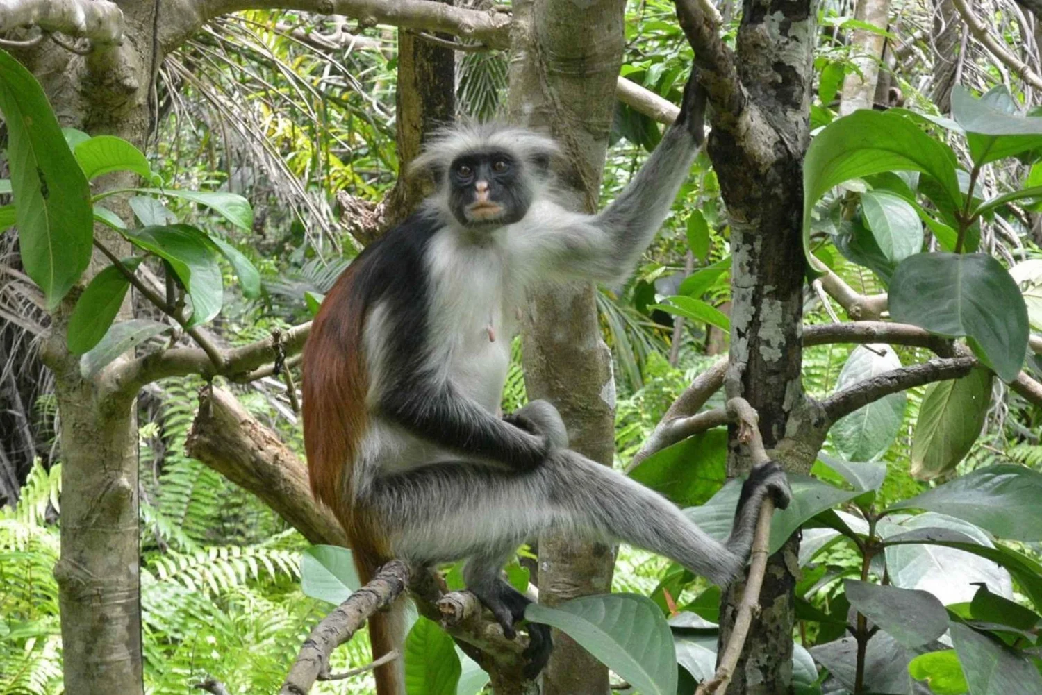 Visit Jozani Forest Zanzibar