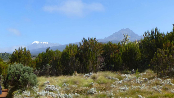 Experience Adventure Mount Kilimanjaro day hike Tour