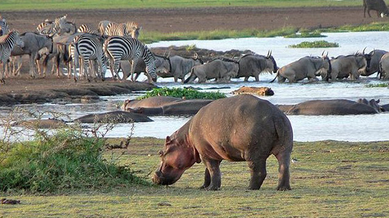 Day-Trip-Lake-Manyara