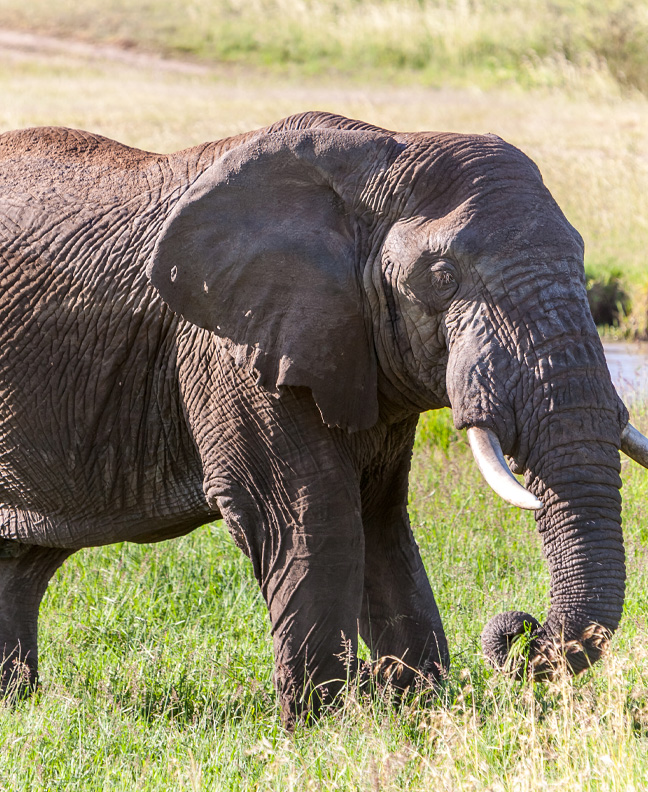 Northern Tanzania - Ngorongoro Conservation Area
