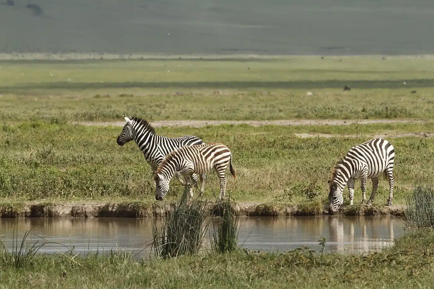 Experience The Magic Of Tanzania for 4 Day Mid-Range Safari  