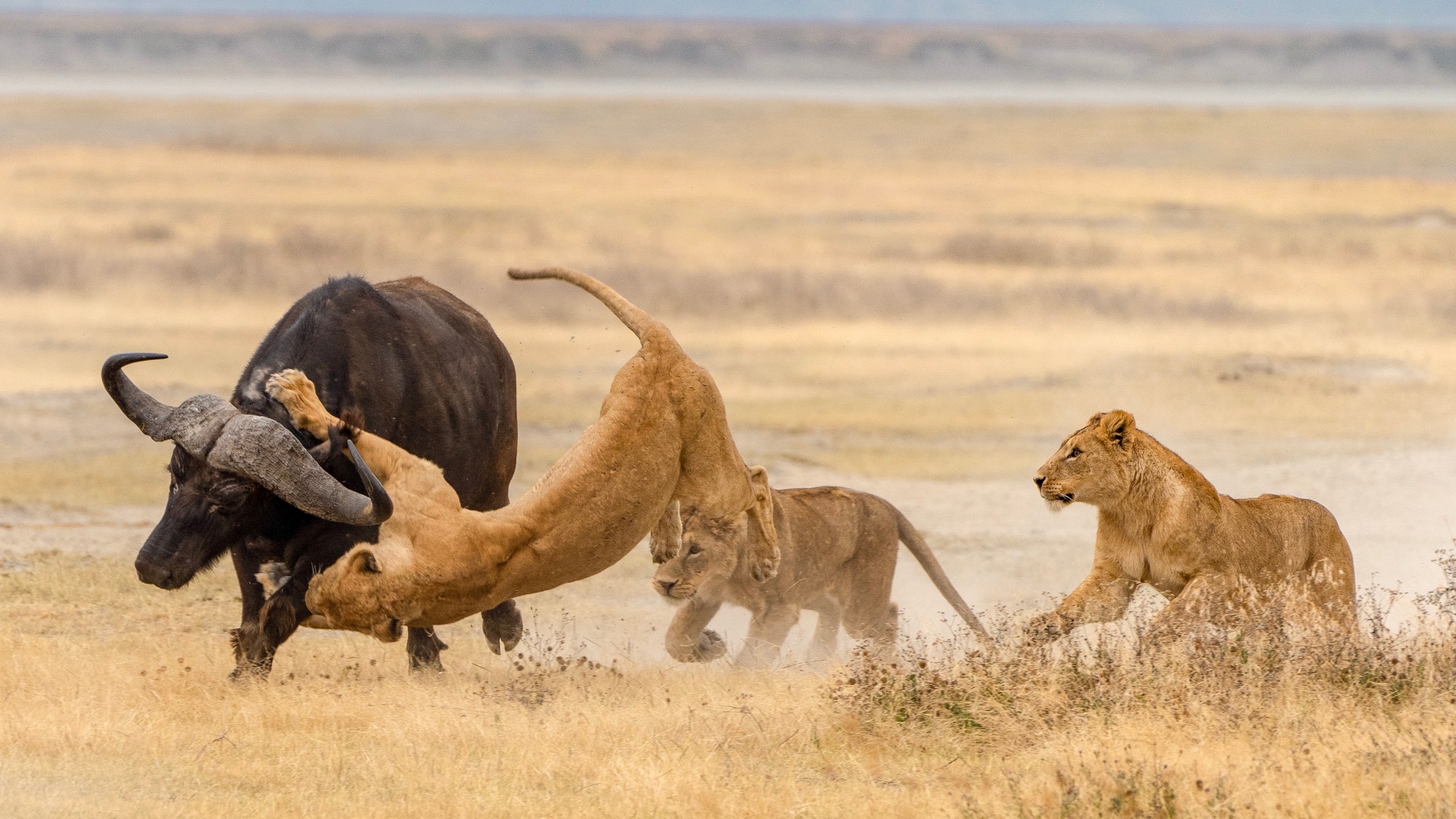 Complete Planning Guide Honeymoon Tanzania Safaris