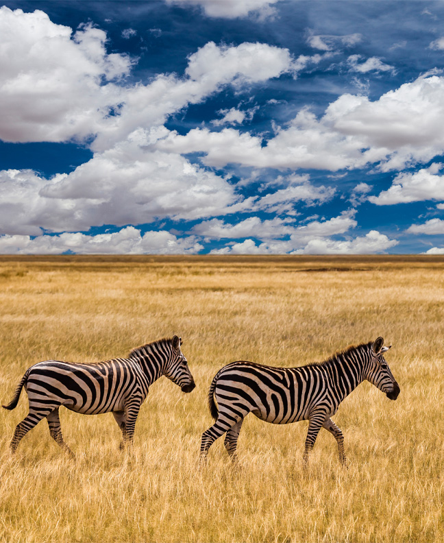 Northern Tanzania - Serengeti National Park