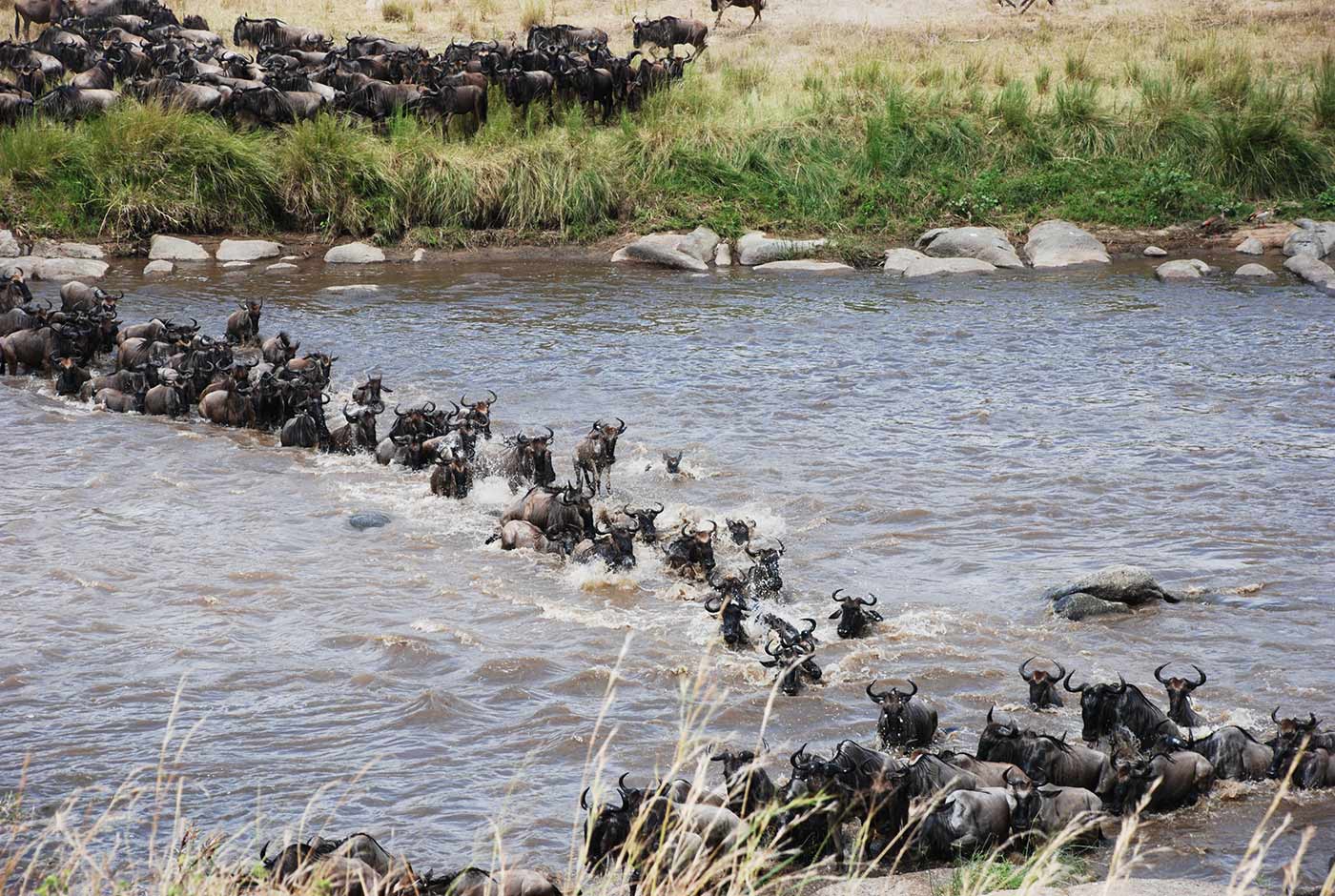 The Best 10 Days Great Wildebeest Migration Crossing Mara River