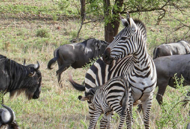 2 Days lodge safari IN Tanzania This 2 day safari option is a great way to experience some of Tanzania’s amazing wildlife within a short period of time.