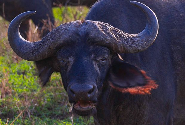 8 Days Best Wildlife Photo Safari in Tanzania,Tanzania is a haven of photographic opportunities with its scenic landmarks, the big cats and plenty of other plain games nature.